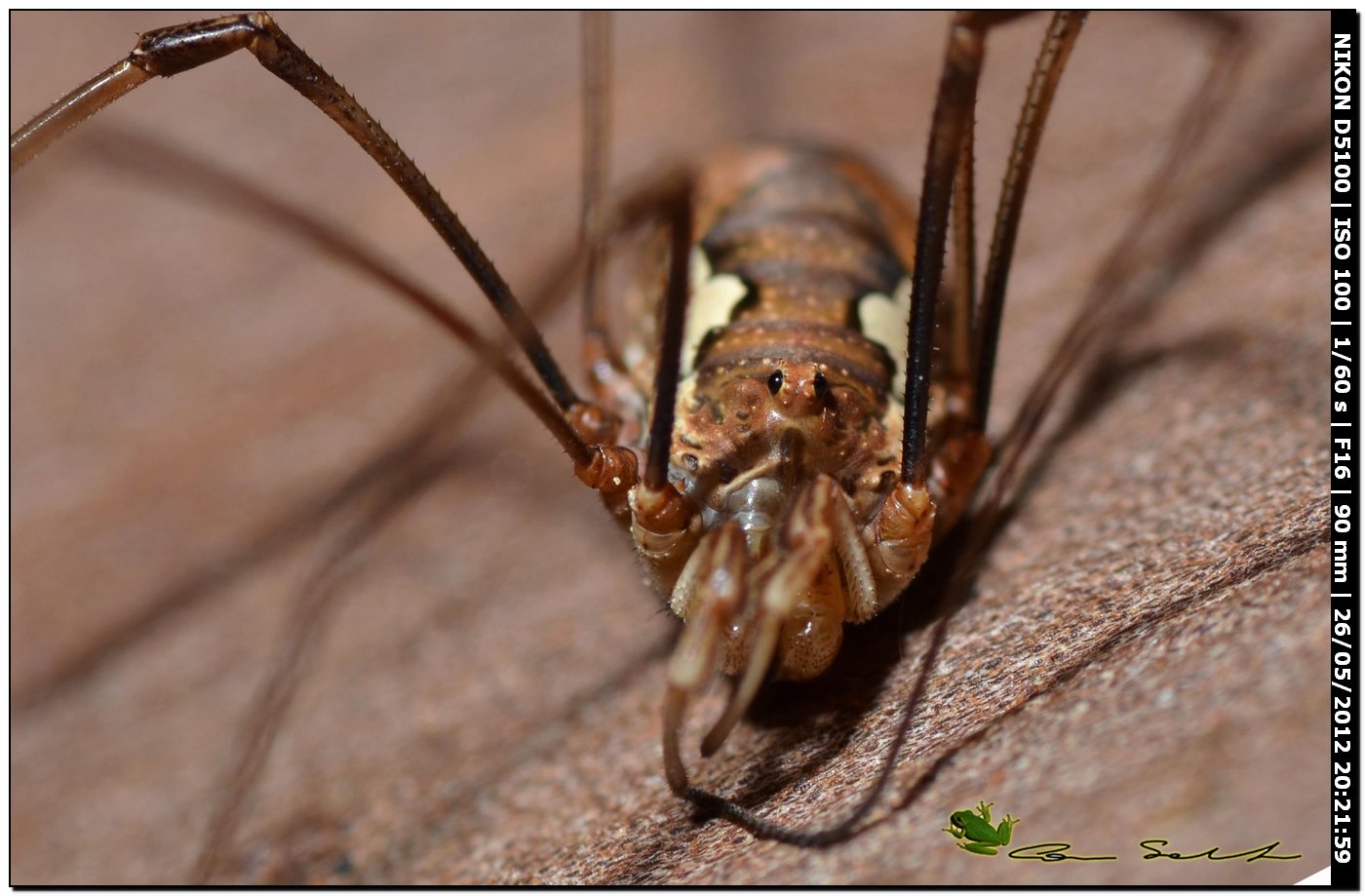 Dasylobus argentatus dal Lago di Baratz  130